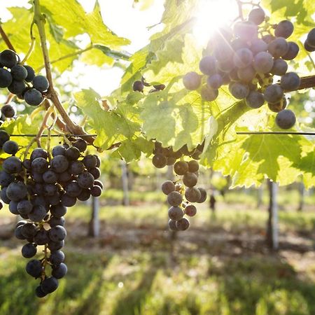Weingut & Gastezimmer Edelmann Göttlesbrunn Εξωτερικό φωτογραφία