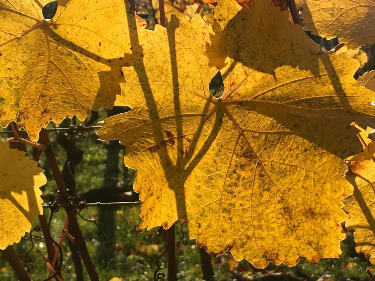 Weingut & Gastezimmer Edelmann Göttlesbrunn Εξωτερικό φωτογραφία